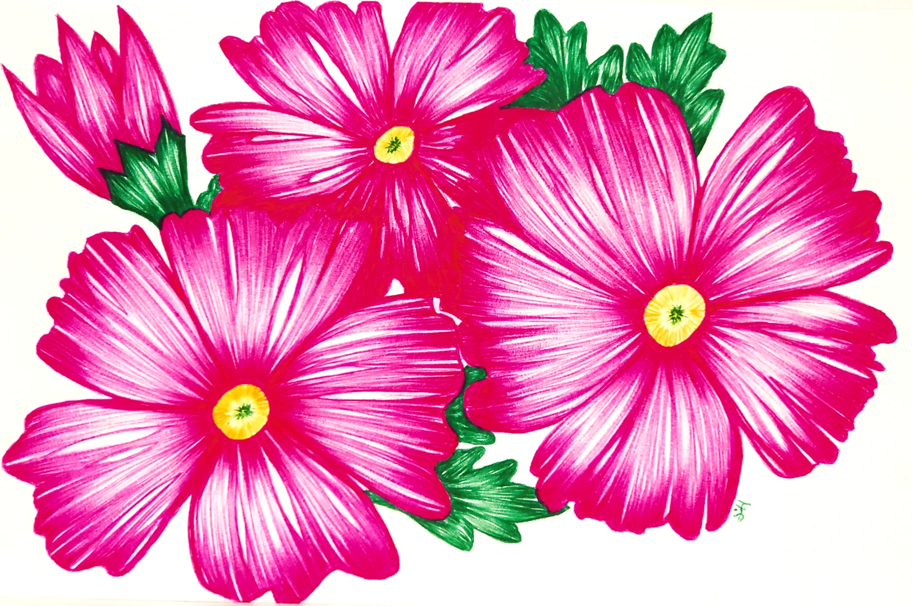 Pink Ladies, a ballpoint pen drawing by Sherrina Hansen